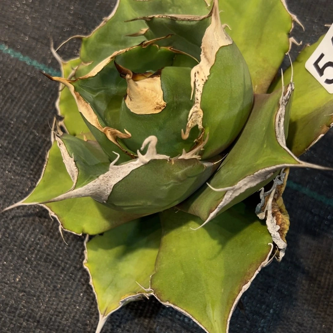 兰*567黑豹龙舌兰植物脱土