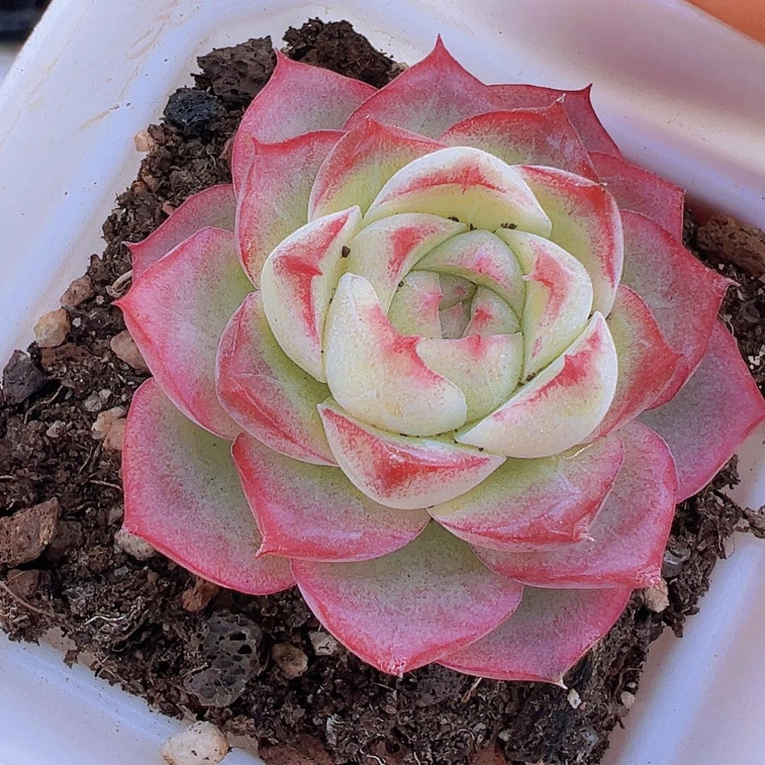 小精品玫瑰仙子19包邮