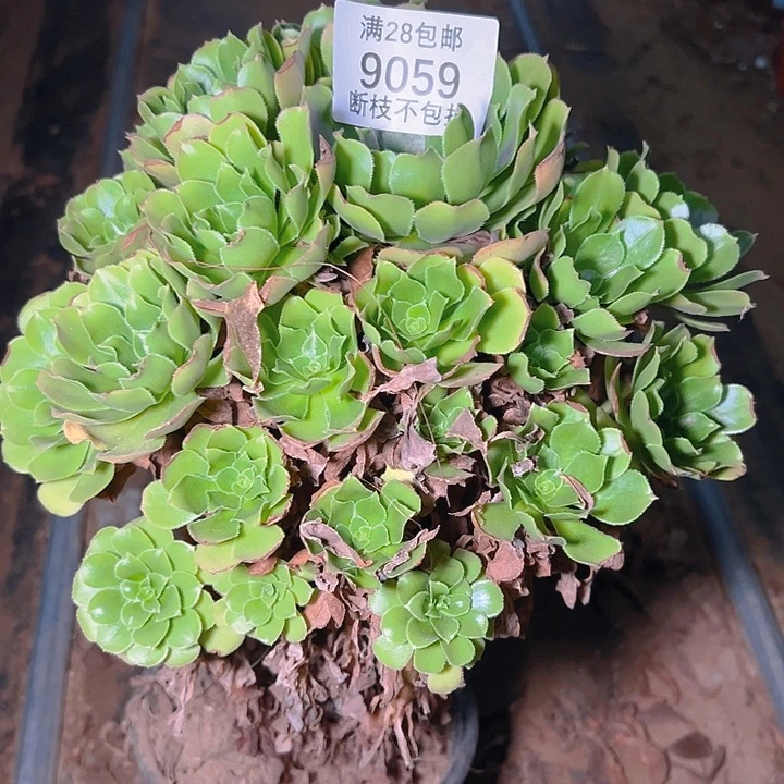 快***）9059绿羊绒多肉植物