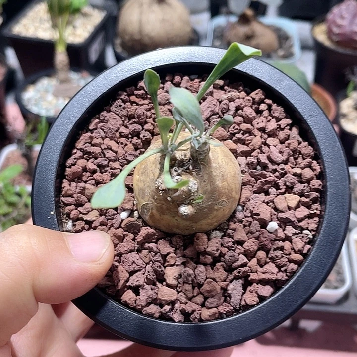 504产地开普敦厚墩菊