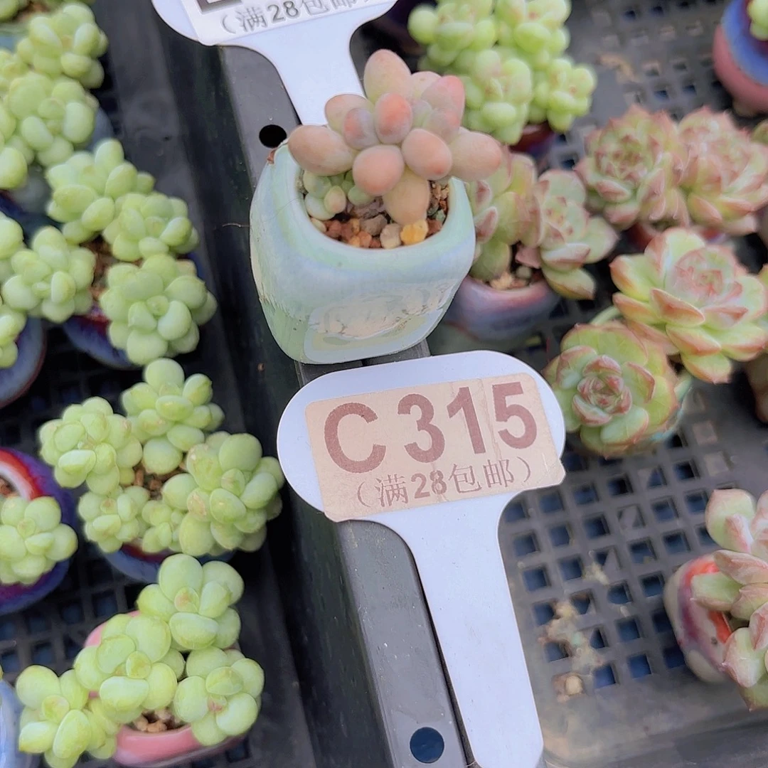 C315手指奶一物一拍