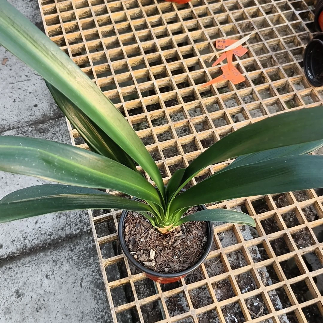 新***皮完全开放翠绿大苗残叶特惠苗一颗