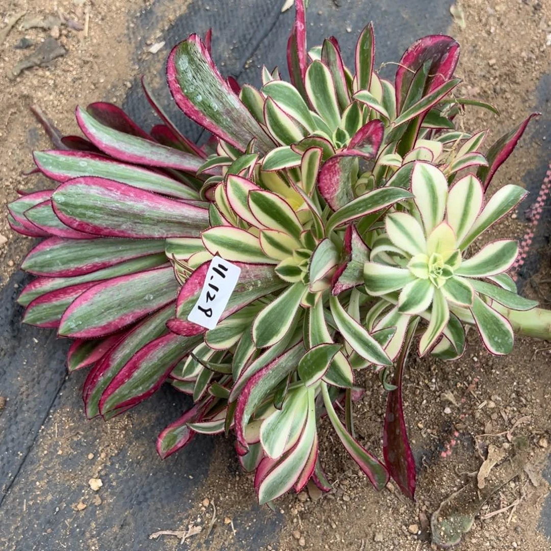 129冰淇淋多肉多肉糯柔