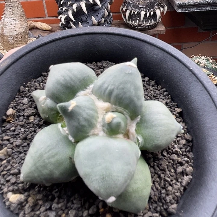 花花花一一一一一