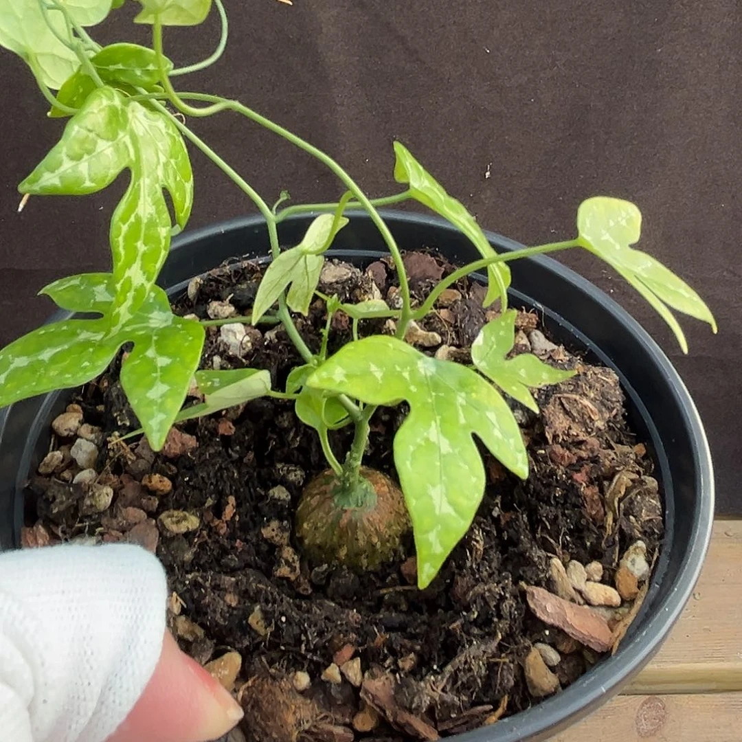 汤圆植物彩叶西番莲