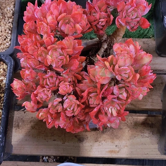 ?****绮罗多肉植物群