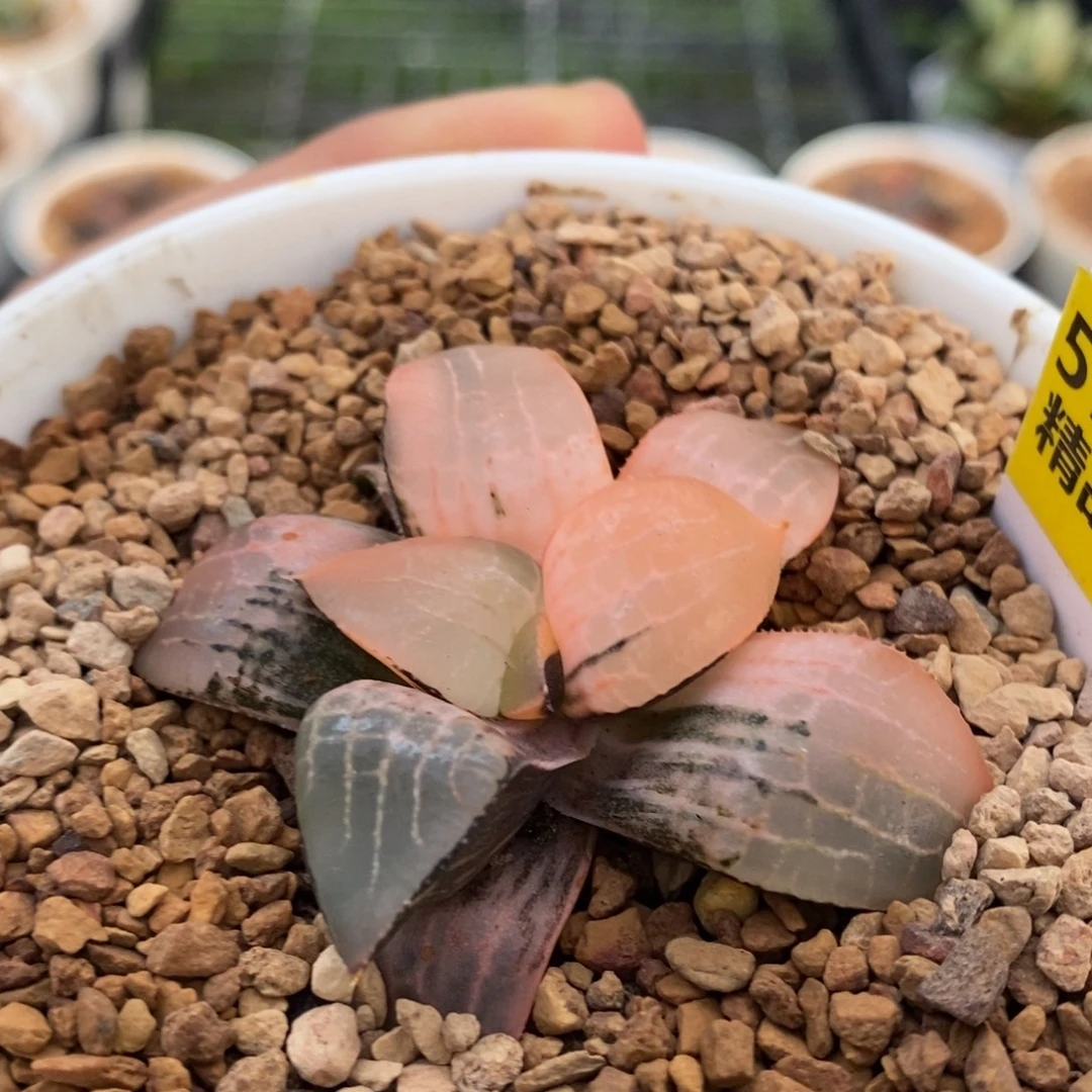 577号玻璃康平锦多肉