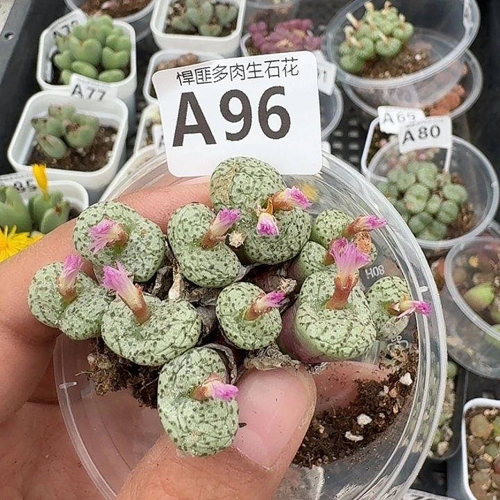 96多肉植物多肉植物