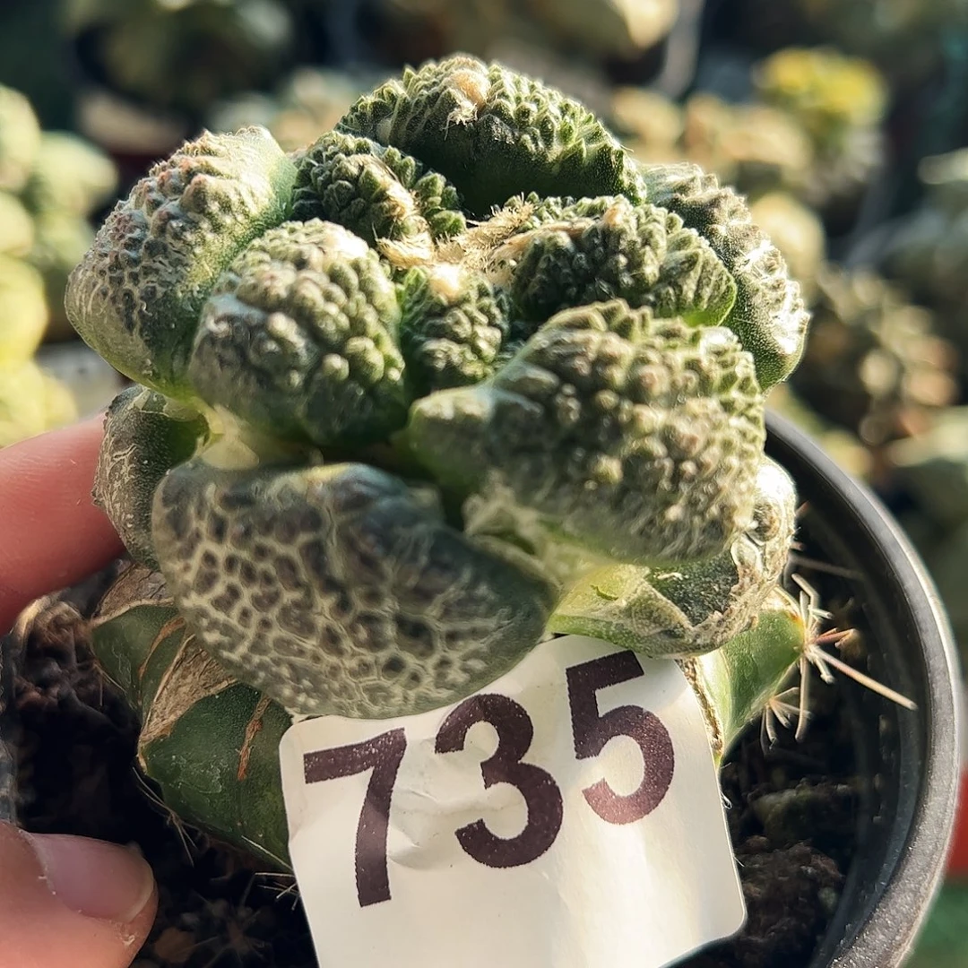 无花朵大尤紫肌连山牡丹735