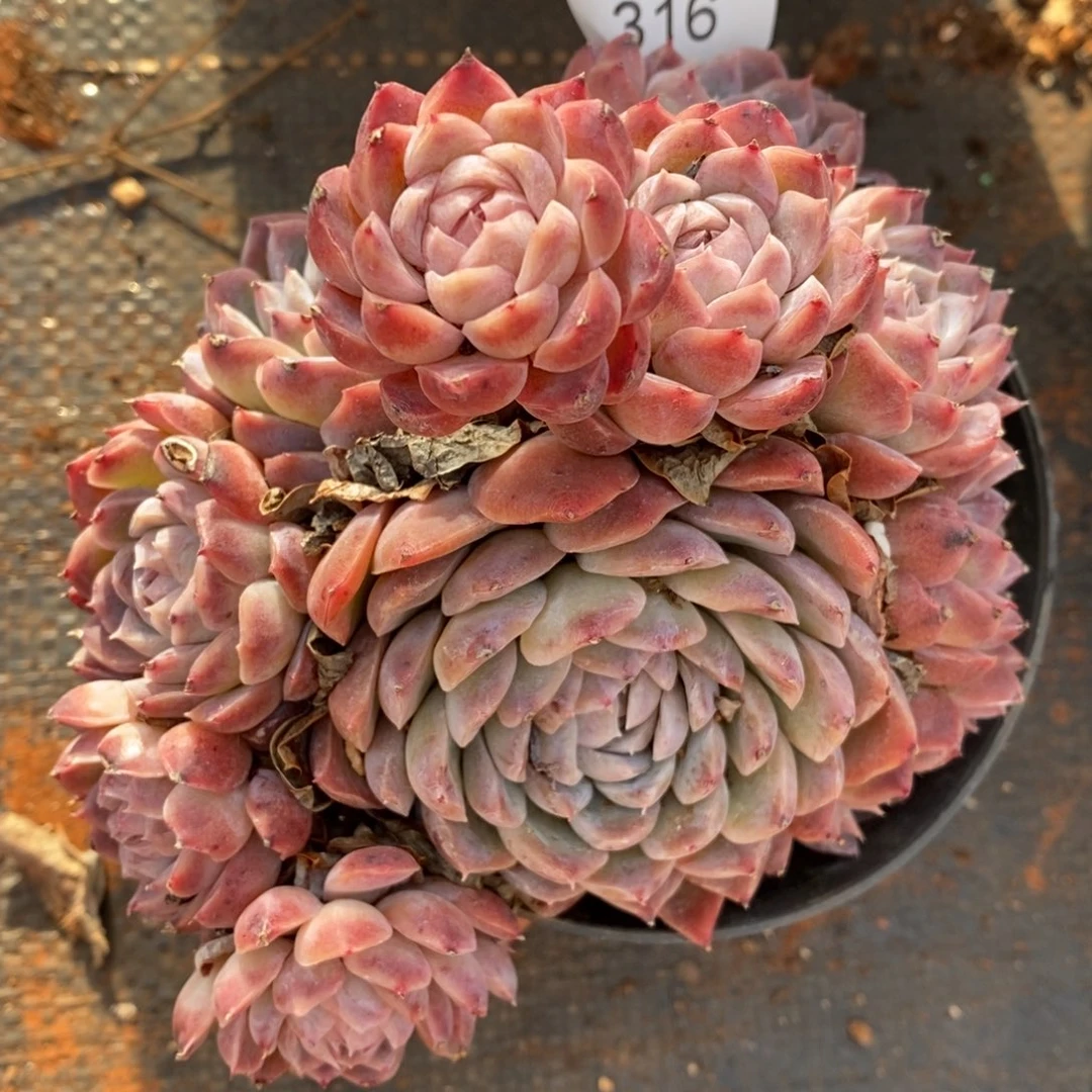 彭*虎杂交精品多肉316