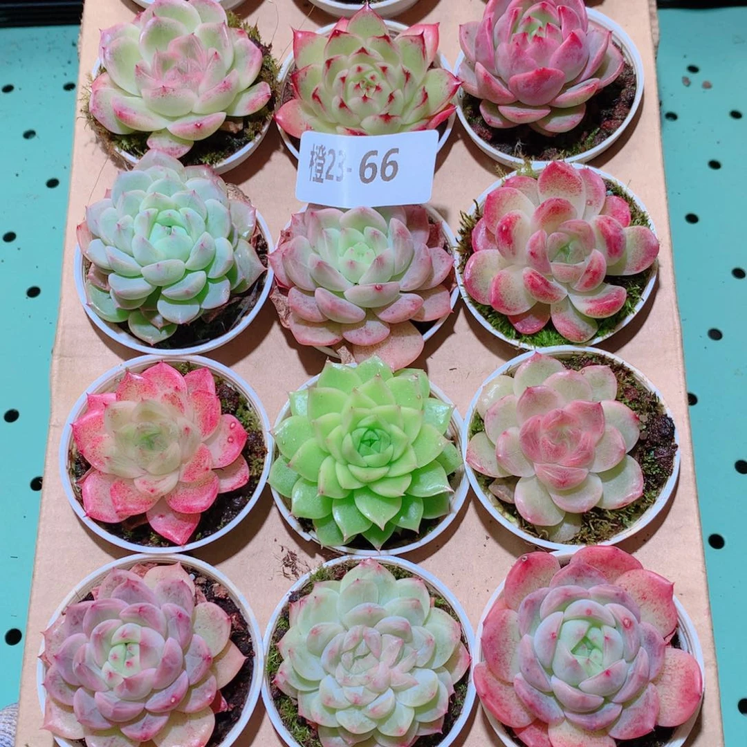 23-66一物一拍多肉带盆18颗
