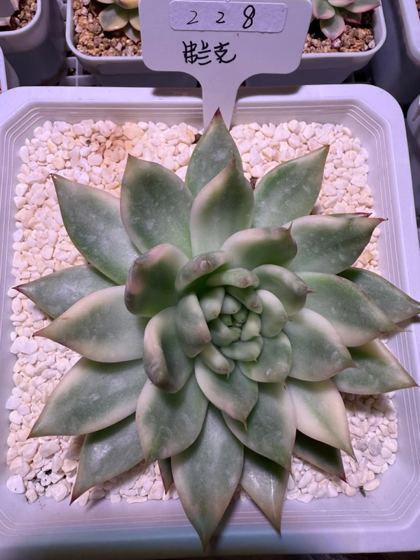 弗兰克锦稀有贵物一物一拍