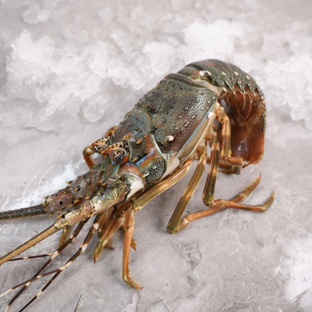 【压冰发货】睡小青龙 直播现称为准 默认失水5%