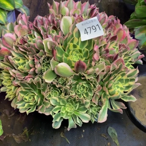 白凤多肉植物4791