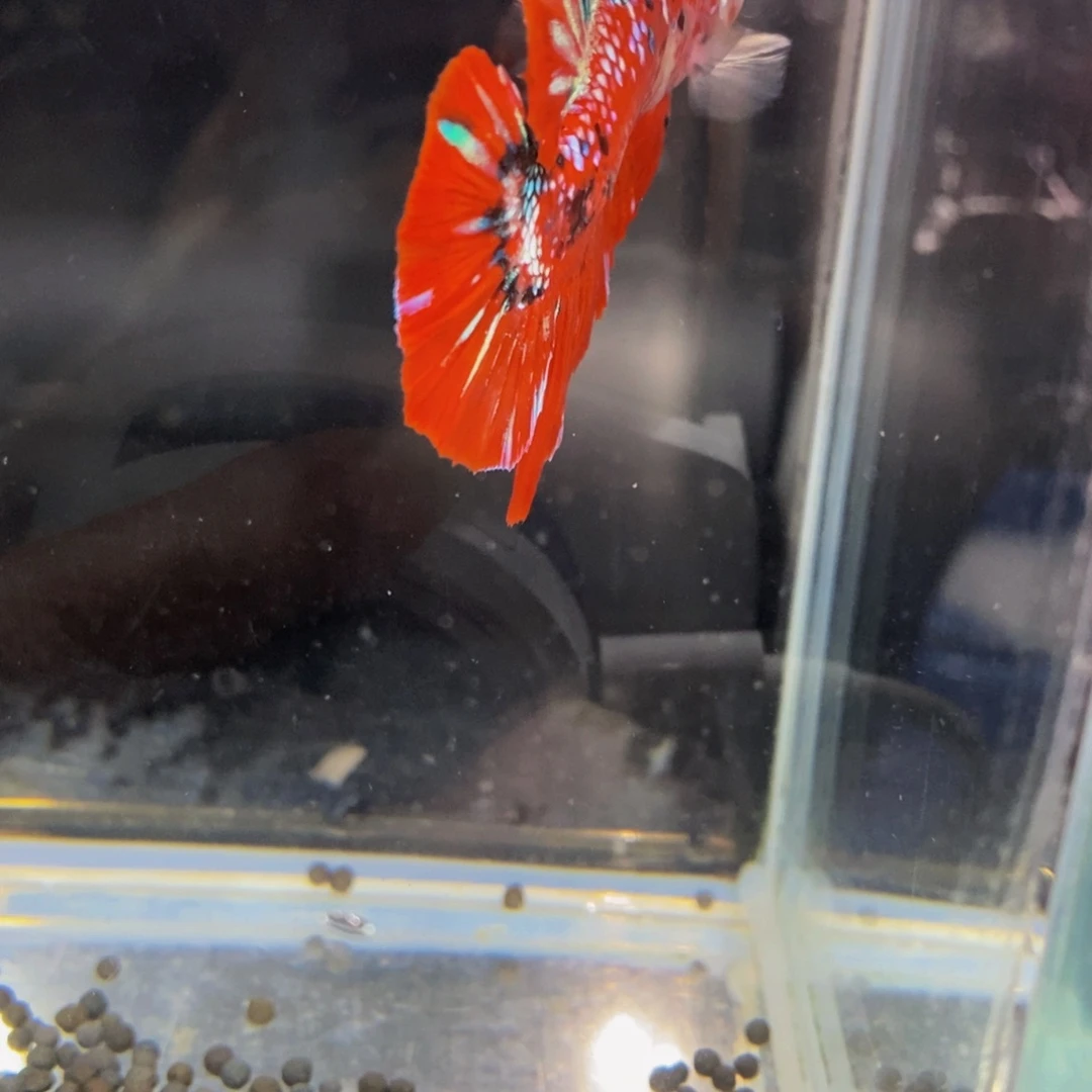 斗鱼328巨斗111111