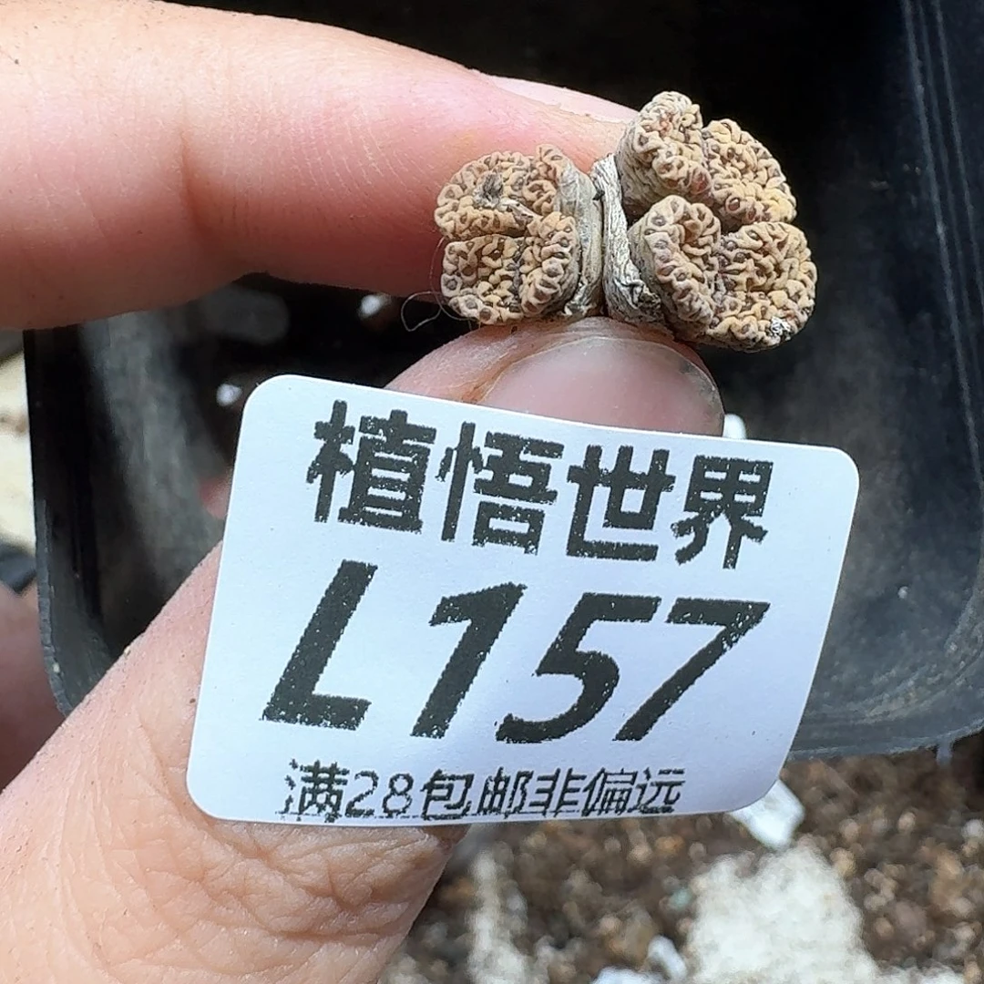 多肉植物的润泽额分f