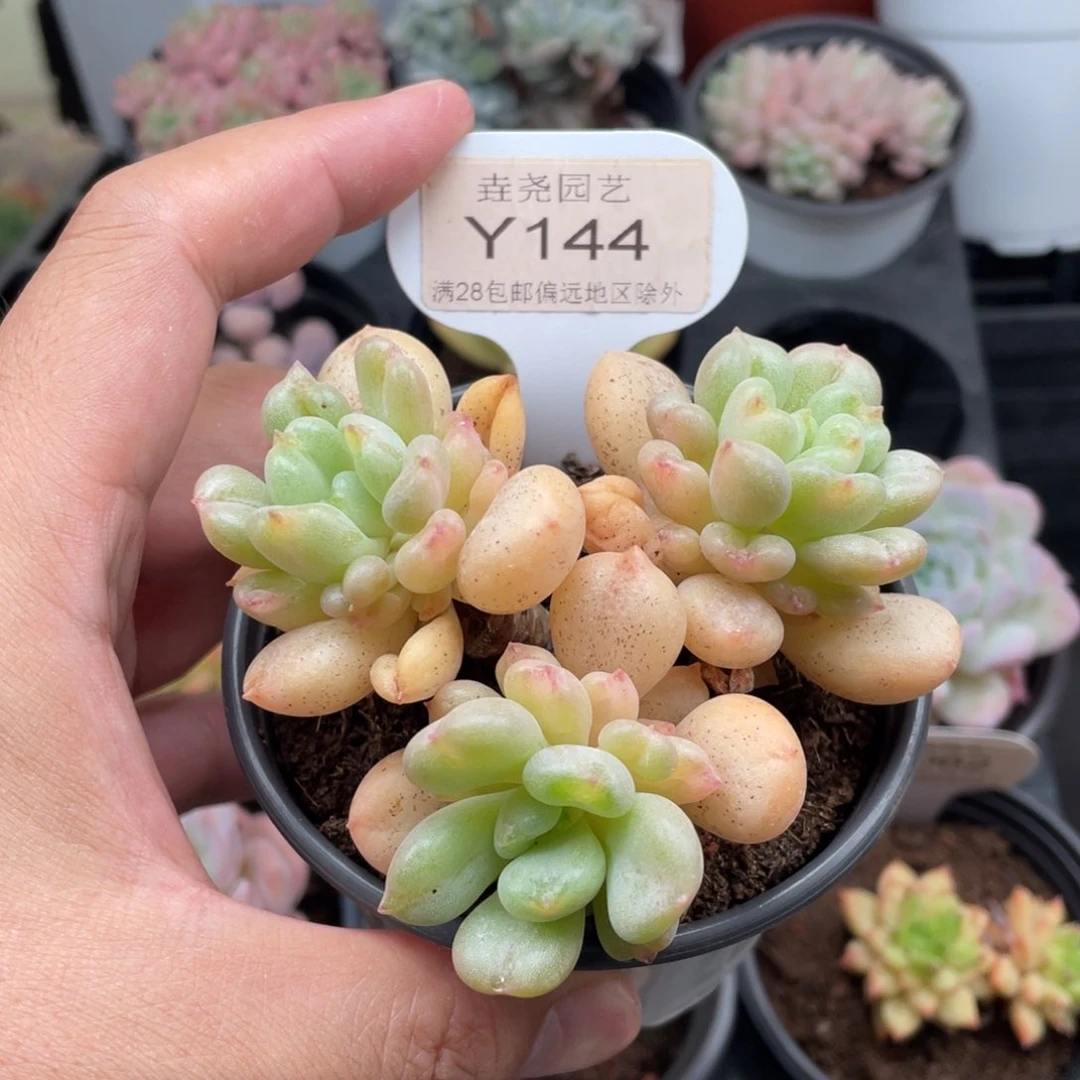 比尔盖茨0144-9厘米