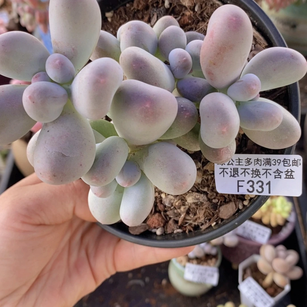 米可11cm331多肉植物