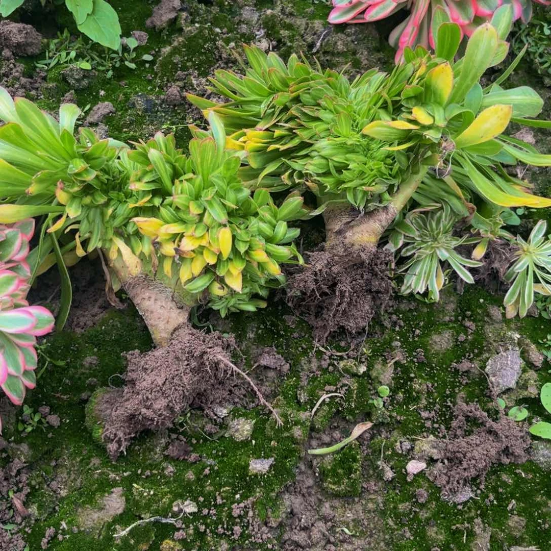 碧螺春多肉植物捧花的