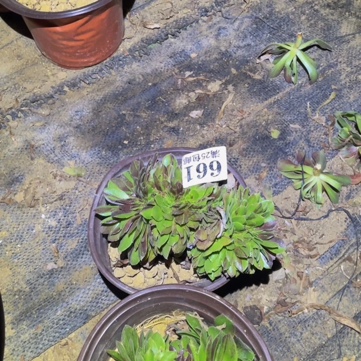 花月夜缀多肉植物661