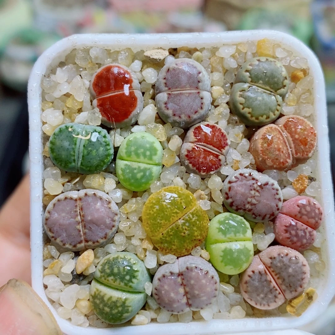 生石花花花哈哈哈哈哈哈598