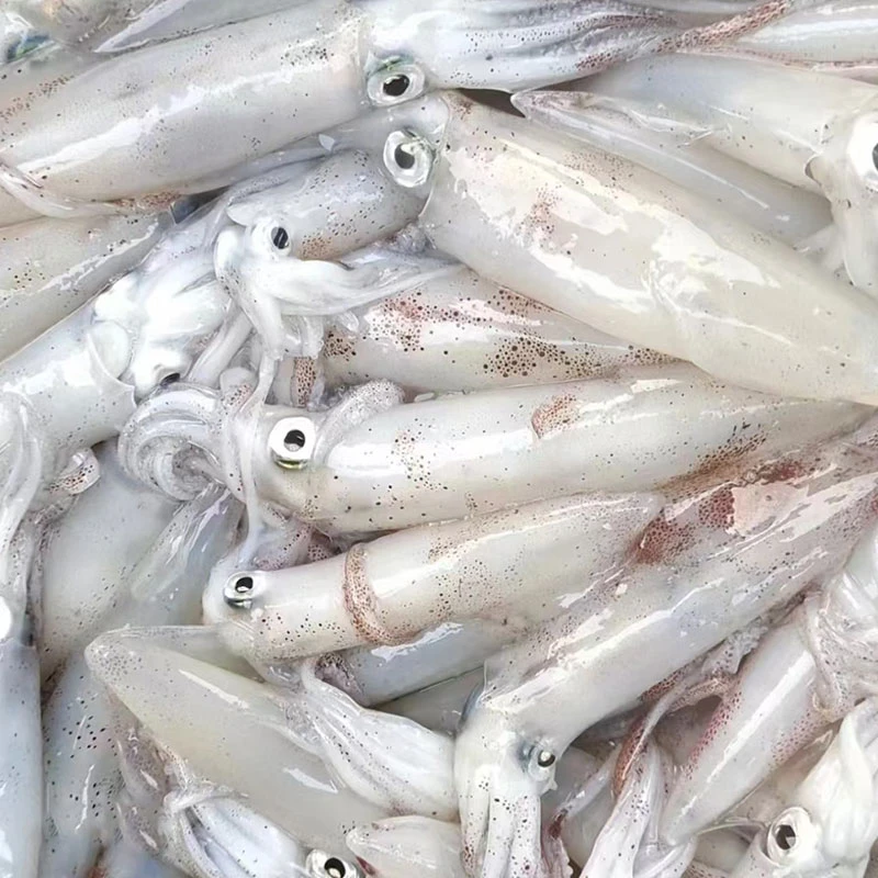 手钓海兔 爆膏满籽粉鱿 南海纯野生海捕 阳江渔港直发顺丰冷链