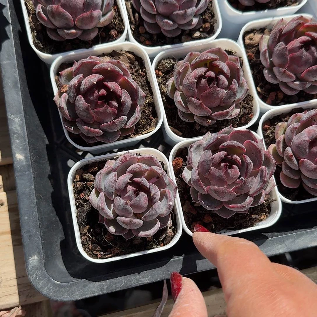 蓝莓两颗多肉植物