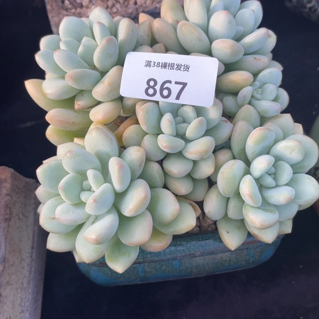 雯***静867泡泡糖小群生多肉植物