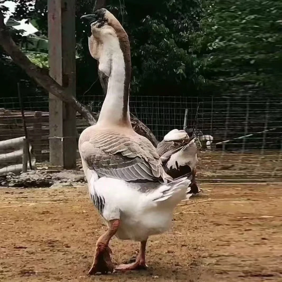 【狮头】专属娥活体宠物顺丰包邮