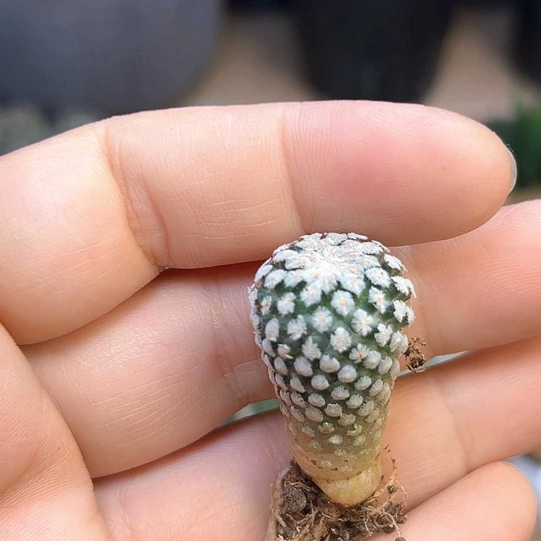 蔷薇丸实生球开花株