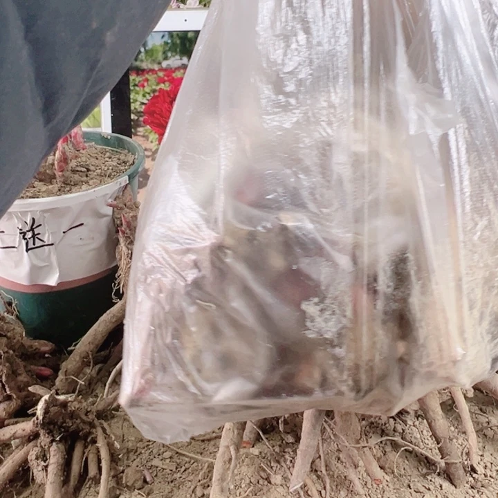 完全开放一兜多色5棵