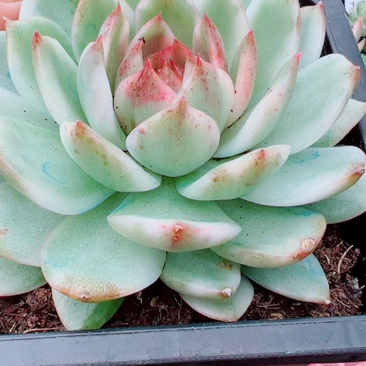 黑水晶锦多肉植物575