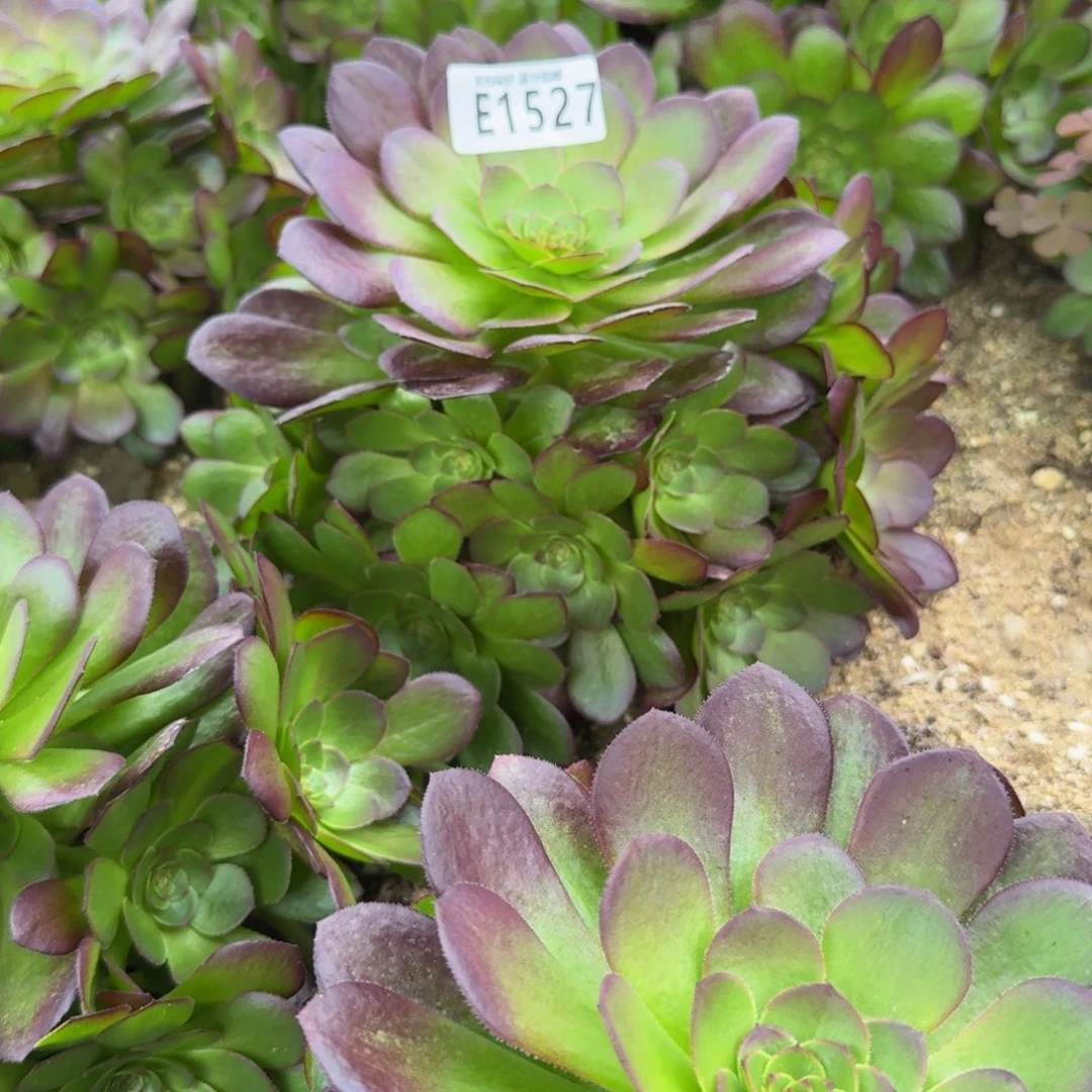 蓝***云1527雨荷。 多肉植物