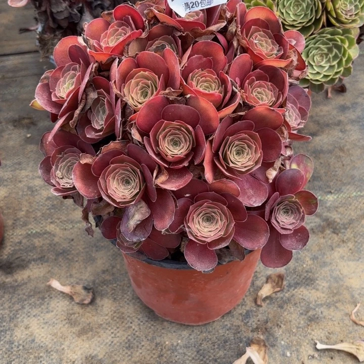 瑞妈多肉园艺870魅金