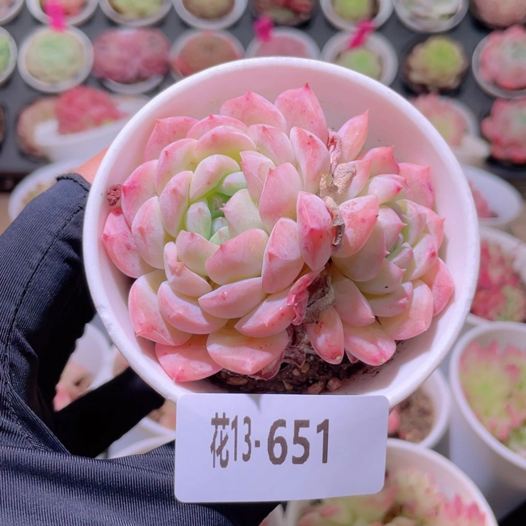 花利美13-651白桃汽水