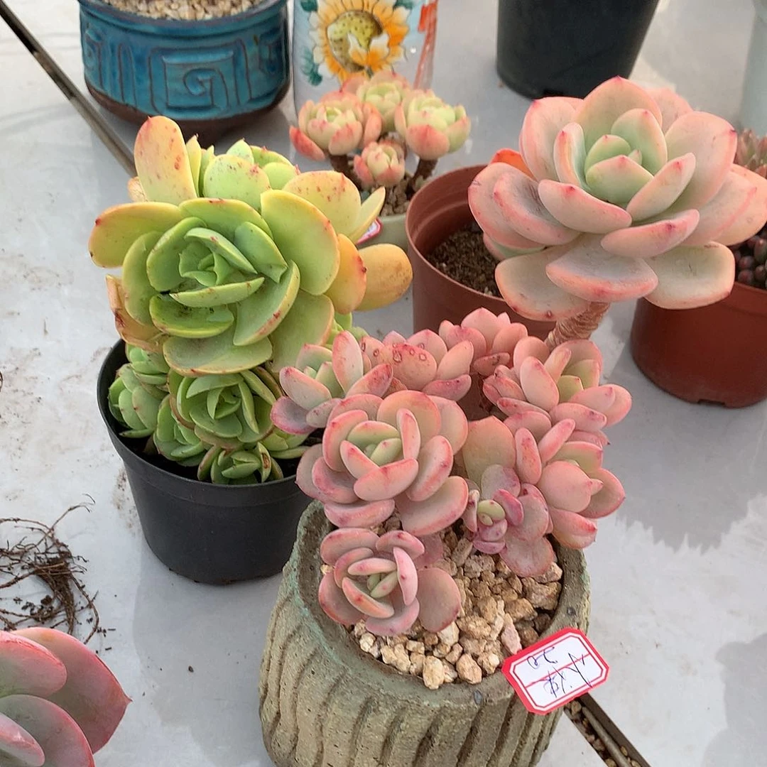 鸡蛋碧桃多肉，白月光