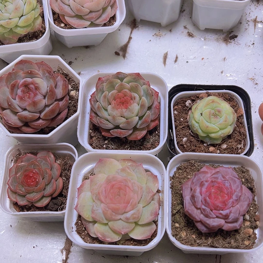 红恋葡萄珍妮纹星琴心泡影冰魄6盆