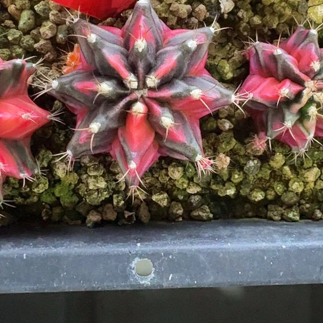 L561-1125广东发货