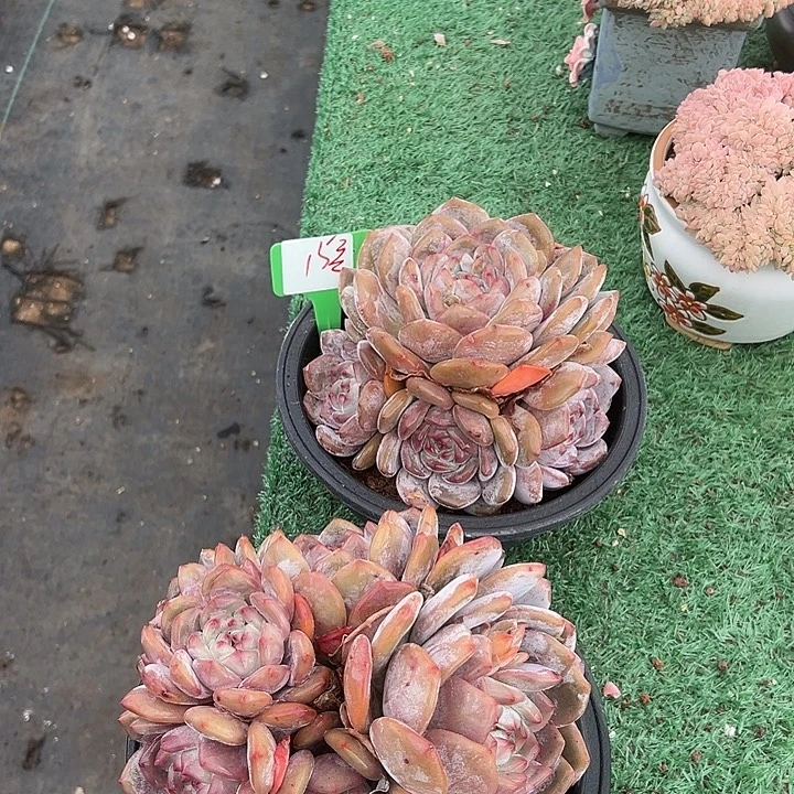 *****15石榴2个脱咯土多肉