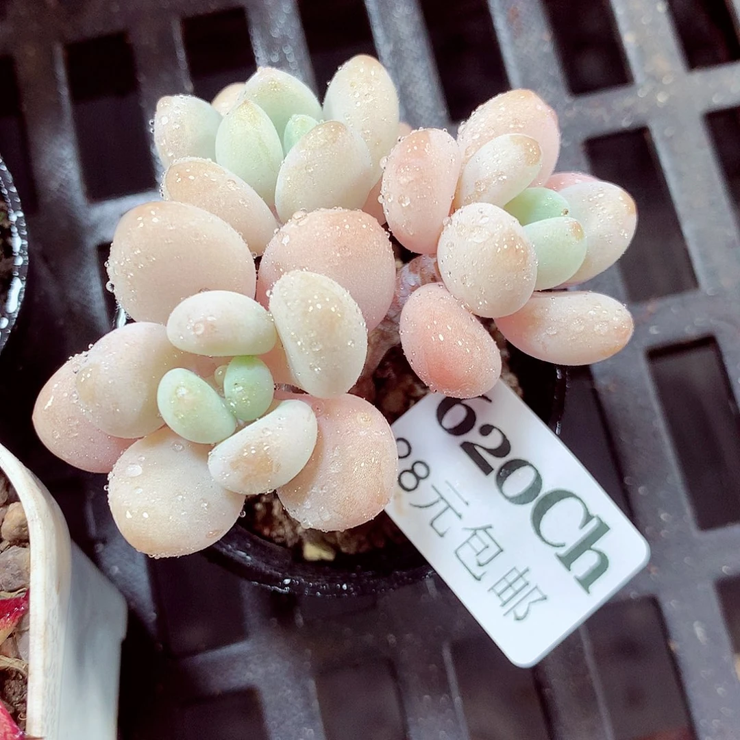 5厘米盆精控多肉620