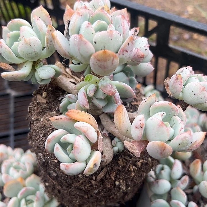 蜜桃格林。