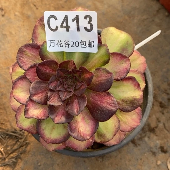 413海王七彩多肉植物