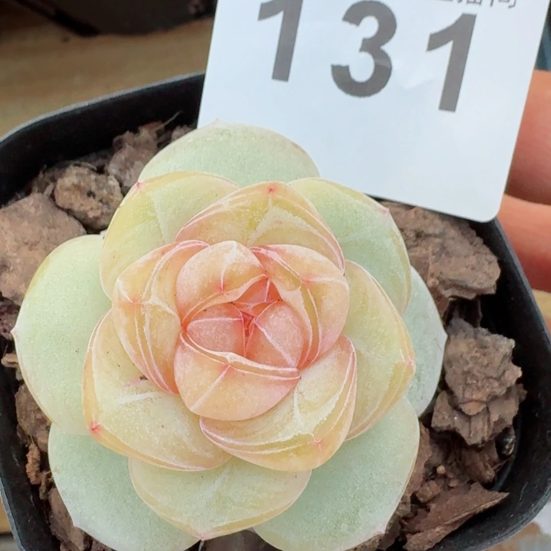 桃贝贝         精品多肉