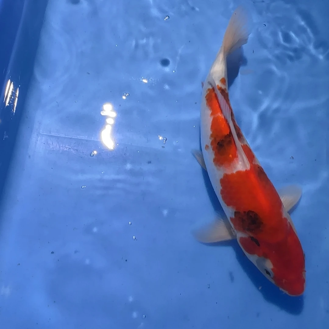 海水鱼郭斌迈巴赫三选鱼