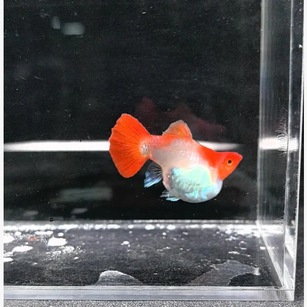 红头球体小型热带孔雀鱼黄化深海蓝观赏鱼满50包邮好养适合新手