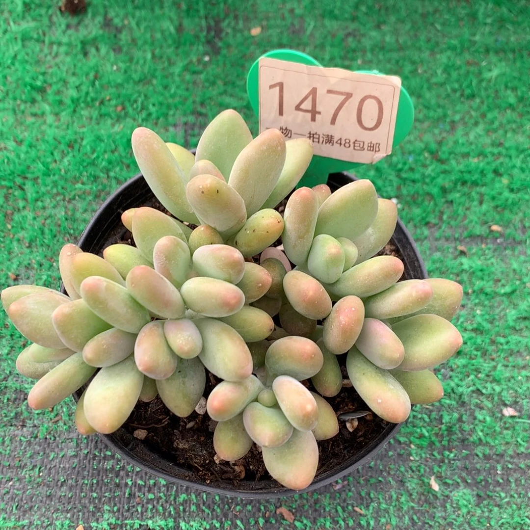 感***知kk美人无砍平头1470