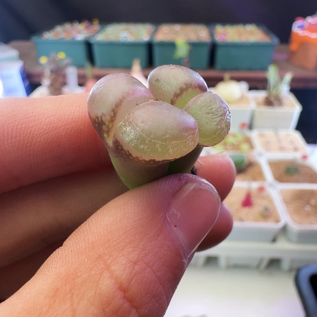 多肉植物福利宽透窗选拔紫罗兰风铃865