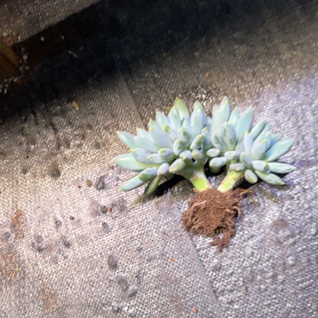 胖体哥特多多缀化多肉植物