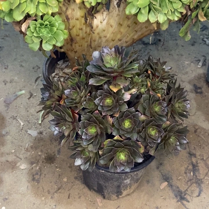 灰法多肉植物46。