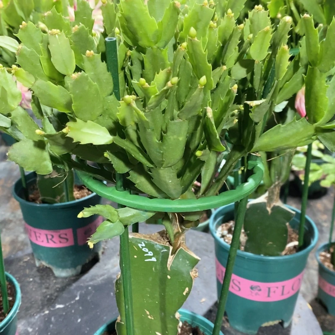 【闪购商品】完全开放末**然981嫁接2099